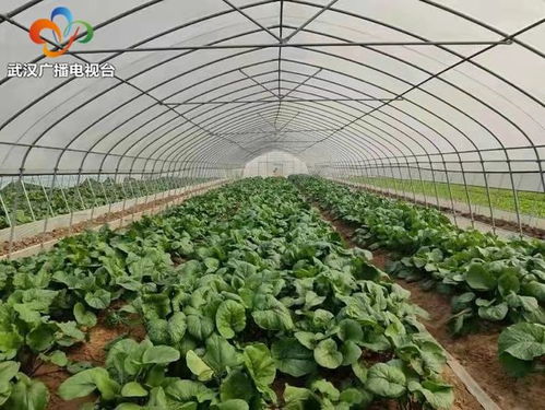 武汉市农业部门四大举措确保农产品增产保供