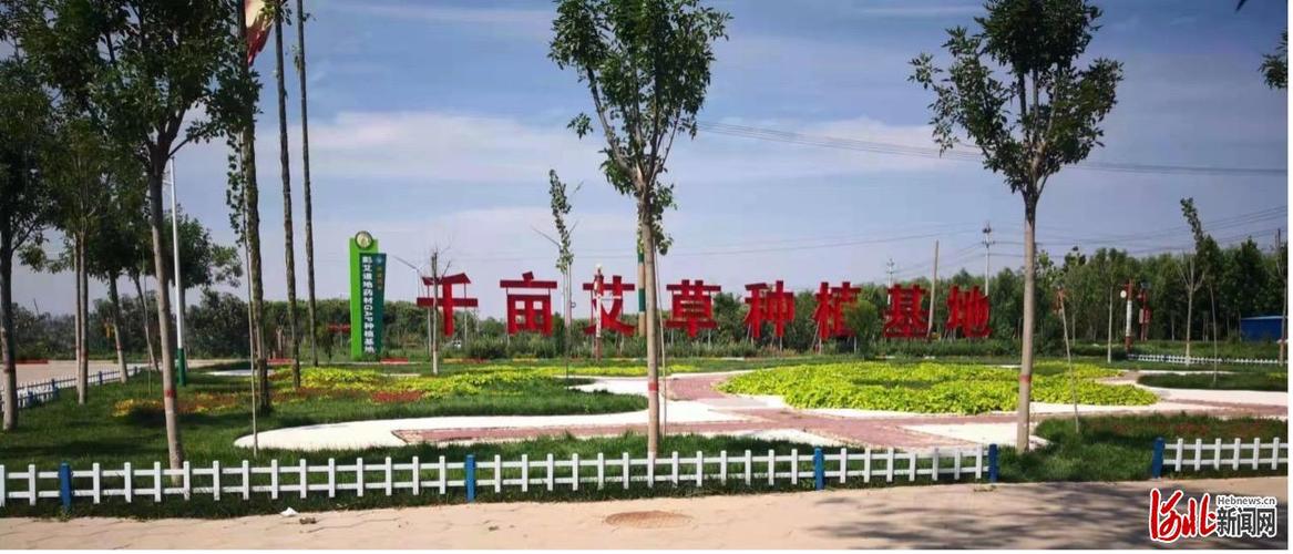 馆陶县发展艾草种植特色产业,研发生产艾条,艾绒被等深加工产品40多种