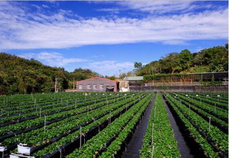 山顶果园农场-台湾知名观光休闲农业